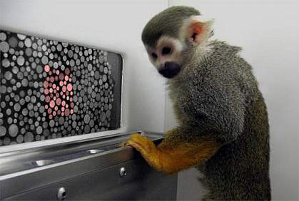 Monkey ponders computer screen with cluster of red dots among gray ones