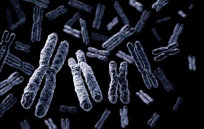 an illustration of several chromosomes