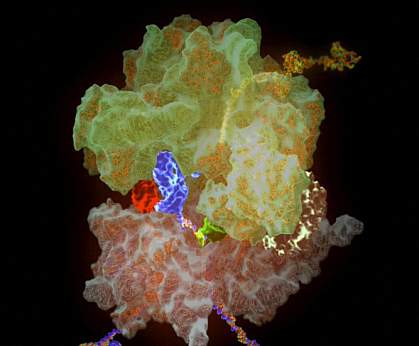 Illustration of a ribosome translating mRNA code into protein