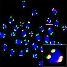 Confocal microscope image of red spots on green tips of chromosomes