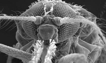 Electron micrograph of a mosquito head