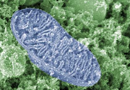 Scanning electron micrograph of pill-shaped organelle filled with folded membranes