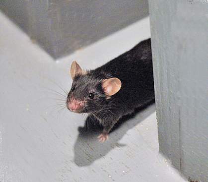 Photo of a mouse in a T-maze