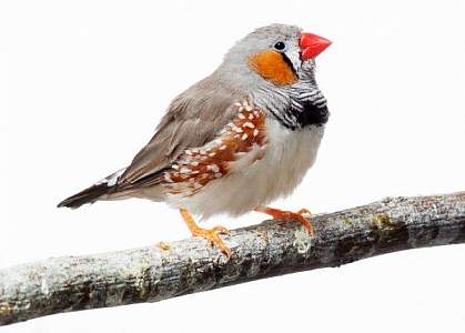 Photo of a zebra finch