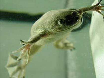 Photo of Xenopus tropicalis