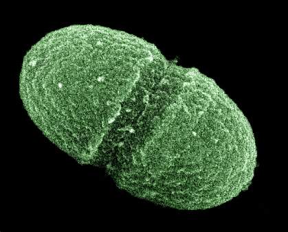 Photo of pill-shaped bacteria