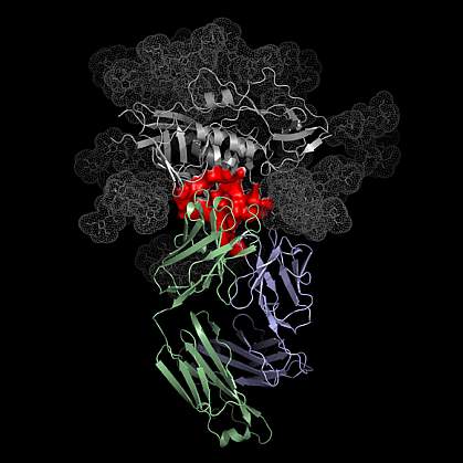 Atomic structure illustration of antibody binding HIV