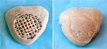 Photos of a porous scaffold with and without a thin layer of new cartilage