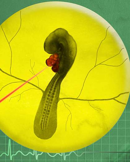 Illustration of a red laser beam targeting the heart of an avian embryo