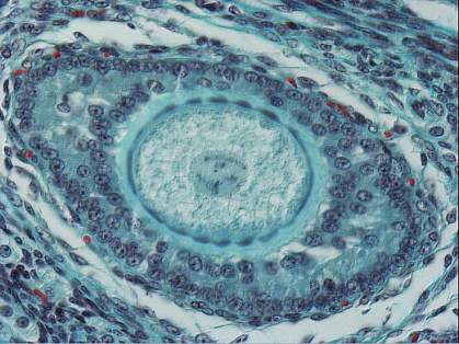 Image of a large, round egg cell within an ovary
