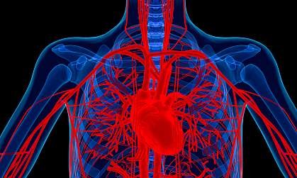 Illustration of the heart and blood vessels