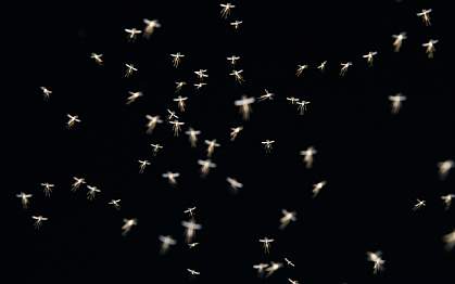 Photo of mosquitoes in mid-air
