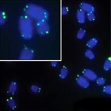 Microscope image of blue chromosomes with green dots at tips