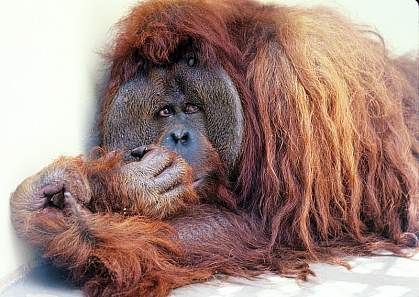 Photo of an orangutan.