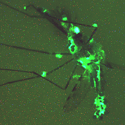 Mosquito with glowing green areas throughout its body