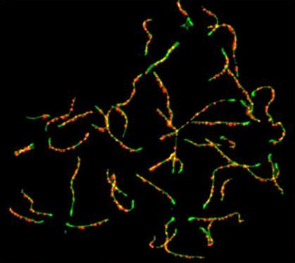 Microscope image of green chromosomes dotted with red spots