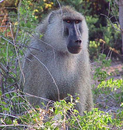 Photo of a male baboon