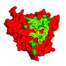 Molecular model of gp120, in red, with a green area on surface