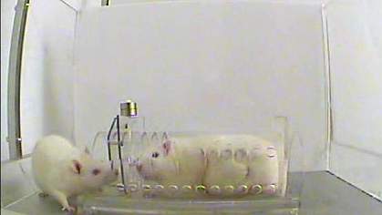 Photo of a free rat and a rat in a transparent tube