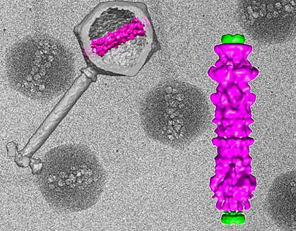 Image of virus and blow-up of inner virus structure.