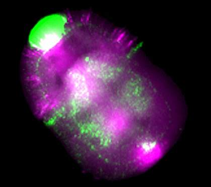 Microscope image showing a two-colored pattern in an acorn worm embryo.