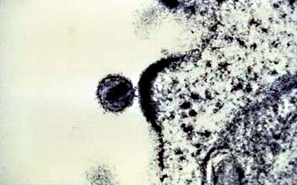 Round virus near a cell surface.