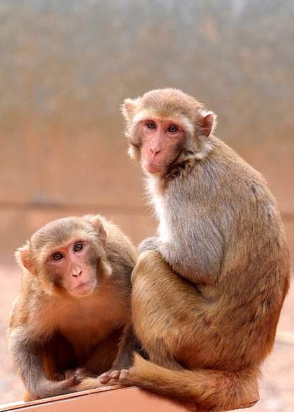 Two macaques.