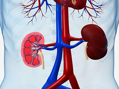Illustration of kidneys within the body