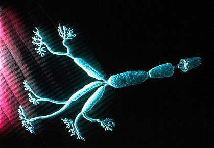 Long axon fibers of a motor neuron.