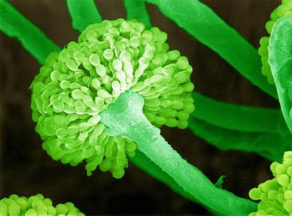Moule à pénicillium produisant des spores.