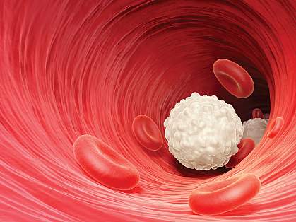Illustration of a white blood cell (lymphocyte) in the bloodstream.