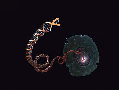 Drawing of a DNA molecule unwinding from a chromosome inside the nucleus of a cell.