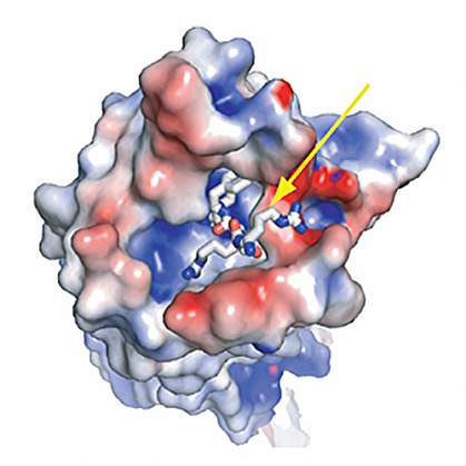 Small neurotensin molecule on the surface of its receptor.