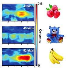 Plots showing intense red for a banana, less for raspberries and none for a stuffed bear.