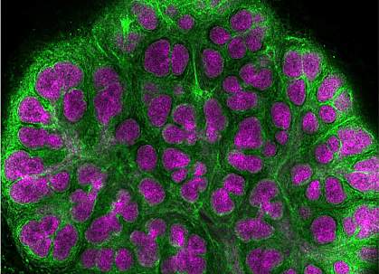 Confocal microscope image of a mouse embryonic salivary gland.