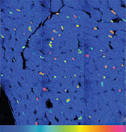 Mouse heart cells with brightly colored nuclei.