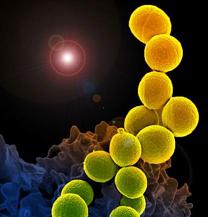 Illustration of several round bacteria on the surface of a white blood cell