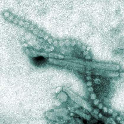Influenza virons