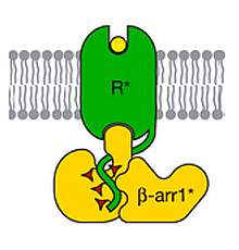 Illustration of arrestin on a cell membrane.