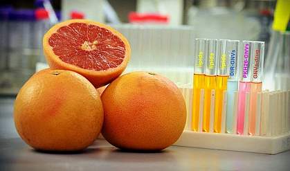 Grapefruit in a lab.