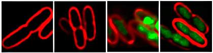 Four images of bacterial cells. While the left two appear empty, the right two glow green.