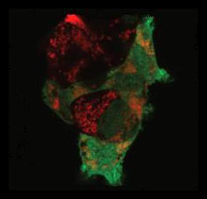 Parkin and mitochondria