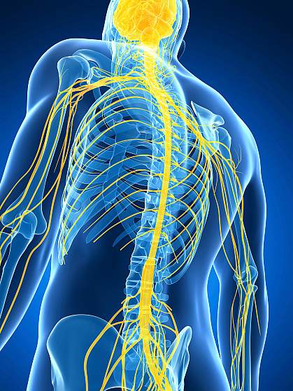 Illustration of spinal cord and nerves in the body.