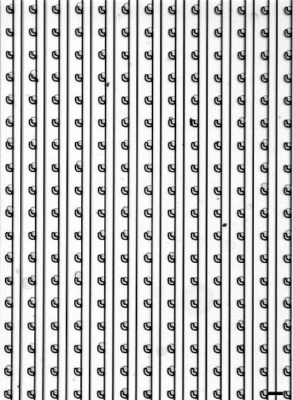 Image of cells in a grid pattern.