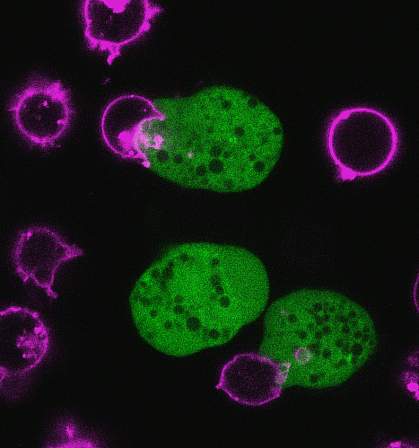 Green cells surrounded by purple amoebas.