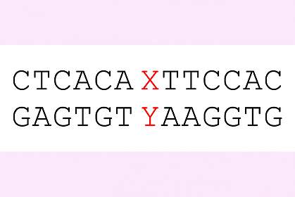 Genetic sequence with multiple A-T and G-C pairs interrupted by one X-Y pair.