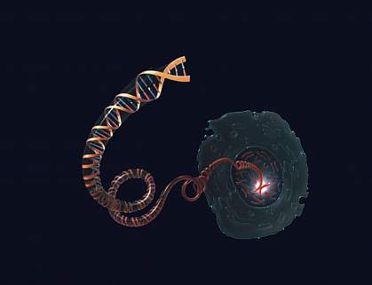 Drawing of DNA molecule unwinding from a chromosome inside the nucleus of a cell.