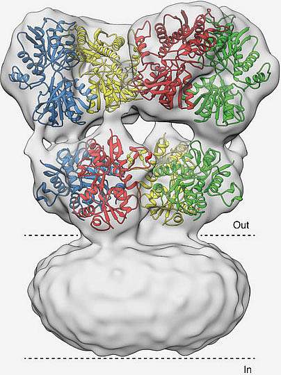 Glutamate receptor