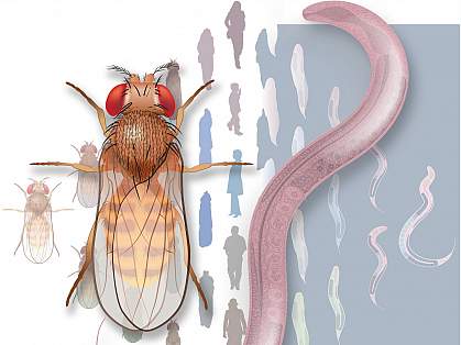 Illustration of fruit flies, people, and roundworms.