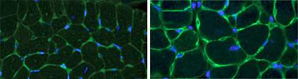 Heart cell images